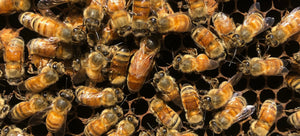 Honey Bee Information and FAQ’s