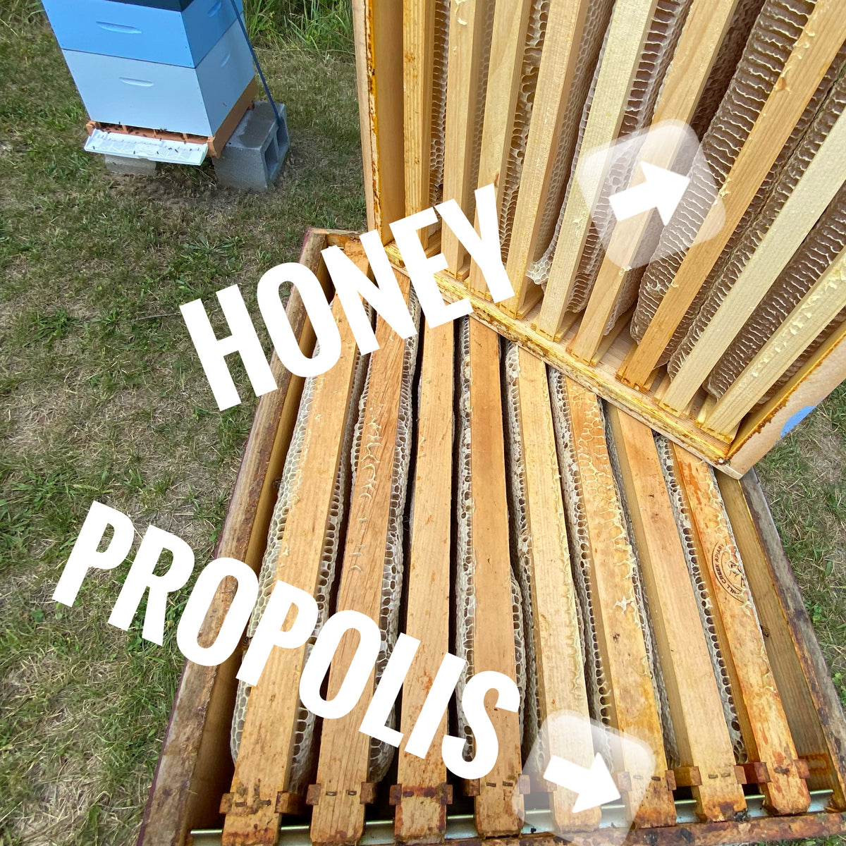 Propolis- A Powerful Compound – Mill Creek Apiary