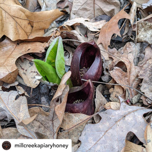 Skunk Cabbage- Native Pollinator Plant Series #1