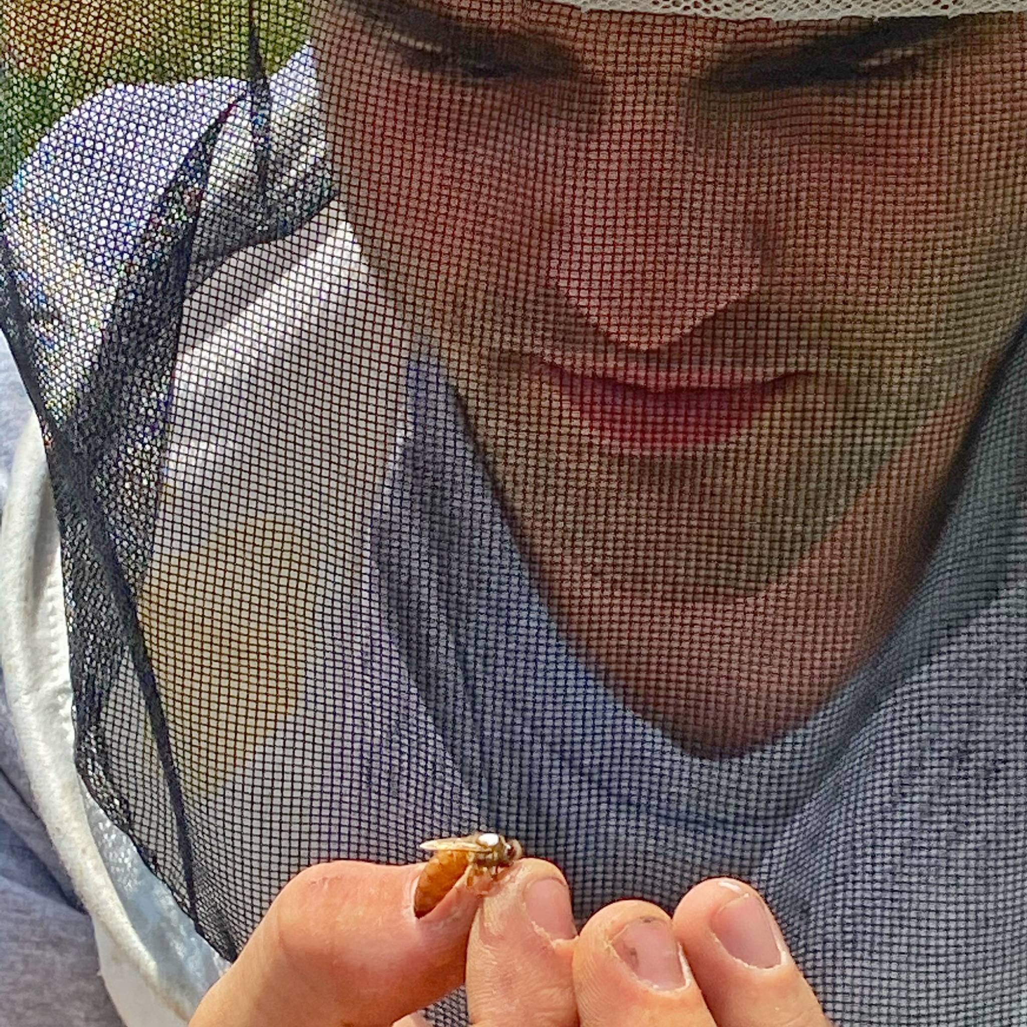Mill Creek Apiary Apiarist examining a queen bee