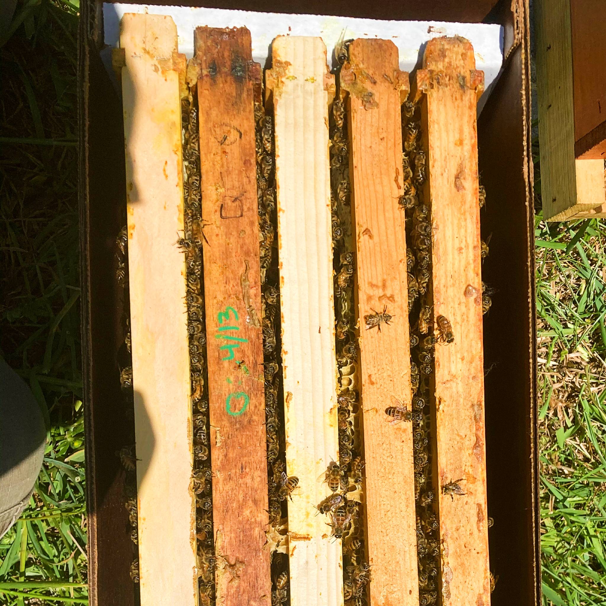 Five frames of bees in a nucleus colony from Mill Creek Apiary