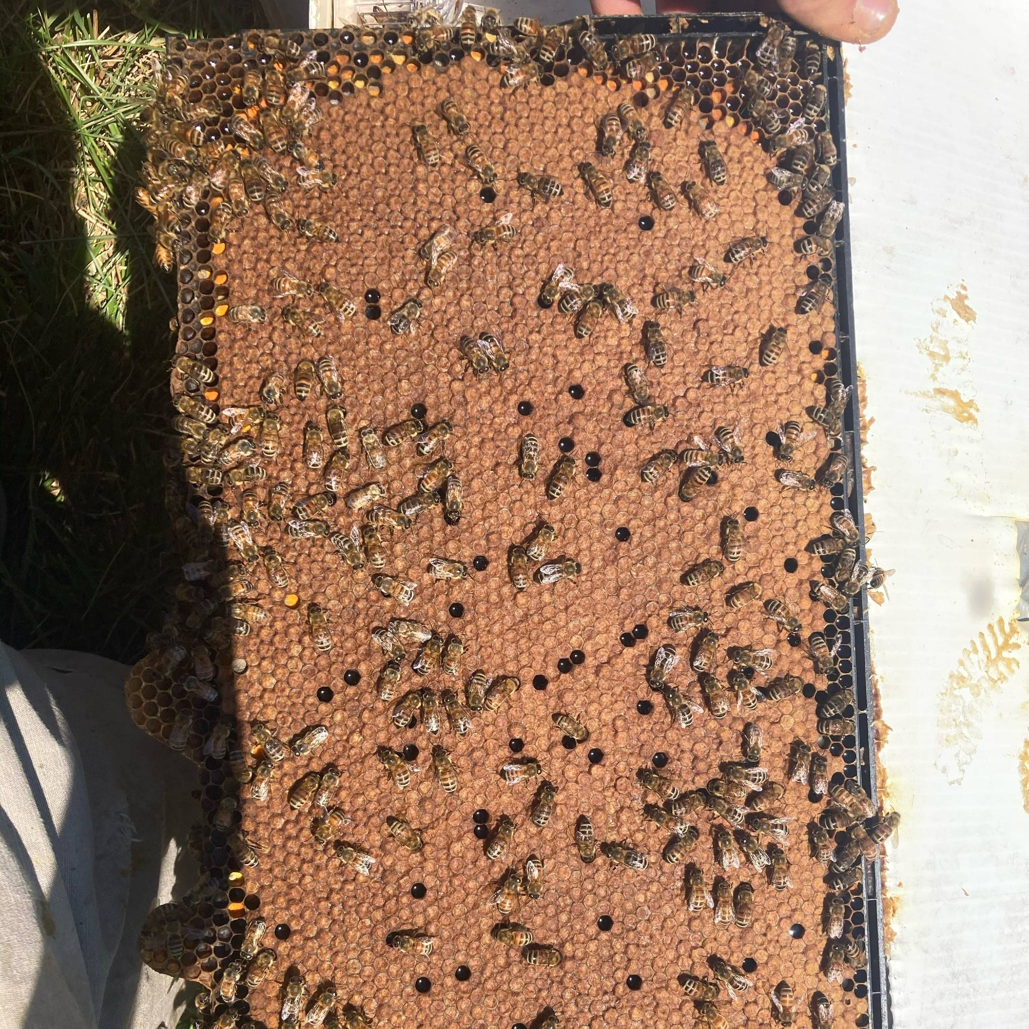 Frame of brood with solid laying pattern from Mill Creek Apiary